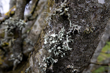 Foliose Lichen, a composite organism that arises from algae or cyanobacteria living among filaments of multiple fungi in a mutualistic relationship, shallow depth of field