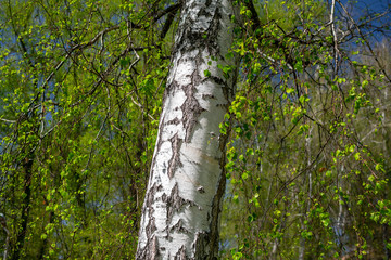 Obraz premium White birch on a background of green spring trees