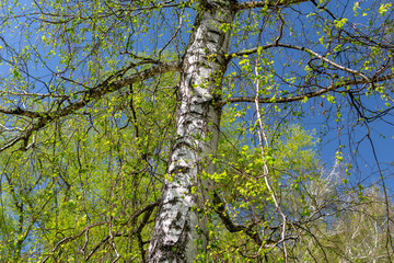  White birch on a background of green spring trees