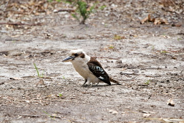 Kookaburra sitting on the ground eating a worm