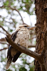 Kookaburra sitting on a branch..