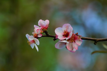 Flowering quince - Chaenomeles speciosa - selective focus