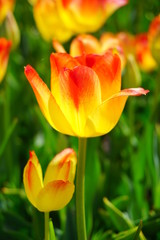 Beautiful tulip - selective focus