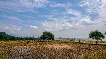Fototapeta na wymiar Rice field, beautiful cloud wallpaper 