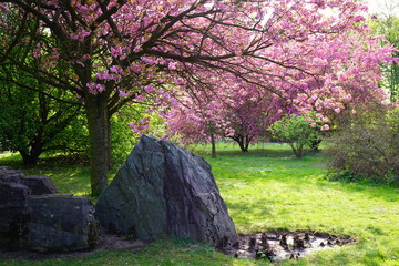 Pink flowering tree over nature background - Spring tree -  Spring landscape. Closeup view o flower cherry blossoms, prunus serrulata