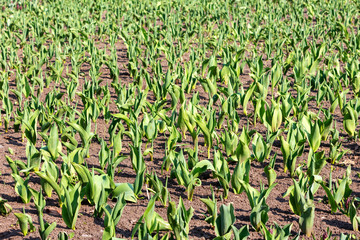 Young green leaves of tulips. growing tulips on the field