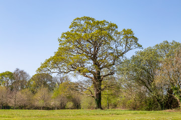 Fototapeta na wymiar A tree in the Isle of Wight countryside on a sunny spring day