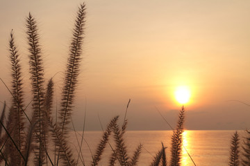 Sun rays shining through dry reed grasses on beautiful tropical beach,grass flower on the beach at summer sunset time