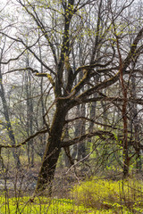 tall branchy tree with mossy twigs in spring park. blooming foliage