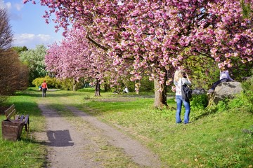 Pink flowering tree over nature background -  prunus serrulata - Spring tree - young woman is taking a picture