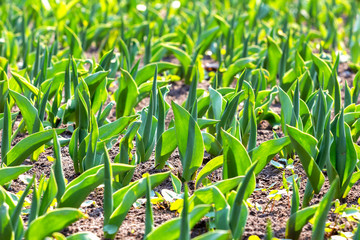 many young green leaves of tulips in spring. outdoor cultivation of tulips