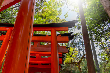 Red Japanese Torii gates in Fushimi Inari shrine in Kyoto, Japan