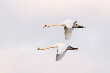 Flying Mute Swans, Cygnus olor, Germany, Europe