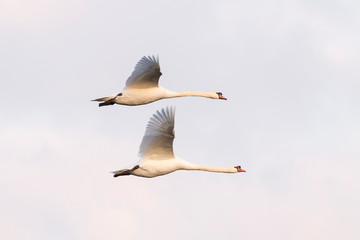 Obraz premium Flying Mute Swans, Cygnus olor, Germany, Europe