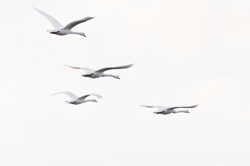 Flying Mute Swans, Cygnus olor, Germany, Europe