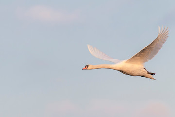 Fototapeta premium Flying Mute Swan, Cygnus olor, Germany, Europe