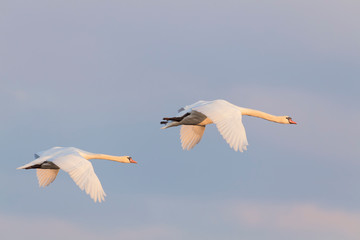 Flying Mute Swans, Cygnus olor, Germany, Europe