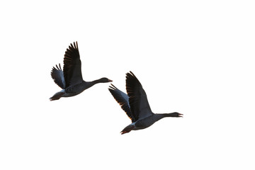 Obraz premium Greylag geese, Germany, Europe