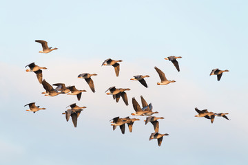 Flock of migration bean geese, Germany