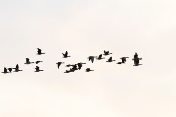 Greylag geese, Germany, Europe
