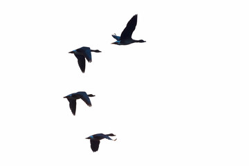 Flock of migration bean geese flying, Germany