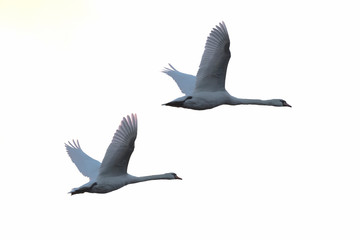 Fototapeta premium Flying Mute Swans, Cygnus olor, Germany, Europe