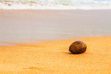 Fototapeta na wymiar Coconut on beach in unawatuna coastline
