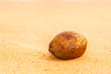 Coconut on beach in unawatuna coastline