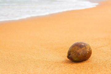 Coconut on beach in unawatuna coastline