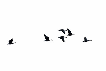 Flying Greylag Geese, Germany, Europe
