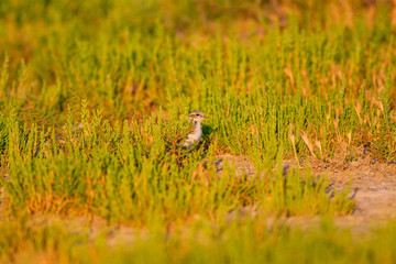Cute baby bird. Green nature background. Bird: Common Ringed Plover. Charadrius hiaticula