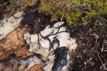 Saprophytic Fungi Beauty - White Rotting of Wood