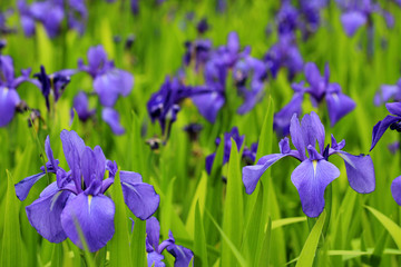 カキツバタの群生地