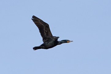 Cormoran en vol