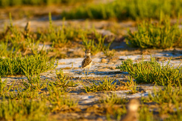Cute little birds. Nature background.