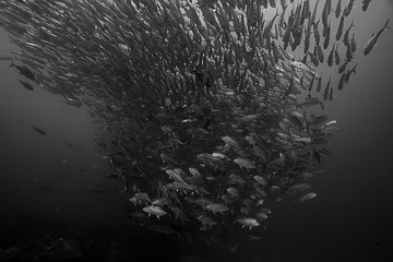 many Caranx underwater / large fish flock, underwater world, ocean ecological system