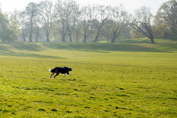 Border collie dog running get a ball in the park in the morning.