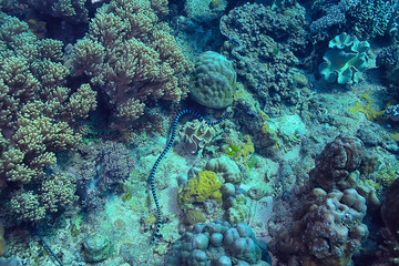 Fototapeta na wymiar underwater sponge marine life / coral reef underwater scene abstract ocean landscape with sponge