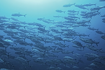 under water ocean / landscape underwater world, scene blue idyll nature