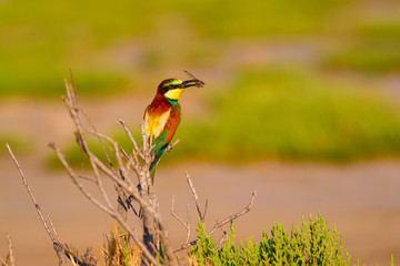 Colorful bird colorful nature background. Bird: European Bee eater. Merops apiaster.