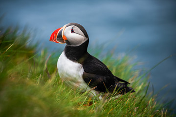 Atlantic puffin also know as common puffin is a species of seabird in the auk family. Iceland,...
