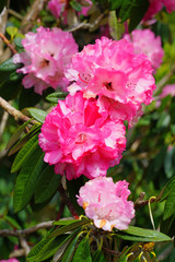 Pink rhododendron flowers growing on a shrub in the spring