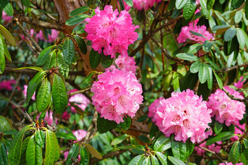 Fototapeta premium Pink rhododendron flowers growing on a shrub in the spring