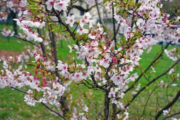 Obraz premium Pink and white blossoms of a sakura cherry prunus tree in spring