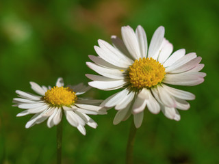 daisy, wild flower in a meadow in the summer season
