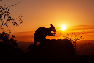 Fototapeta na wymiar silhouette of a Kangaroo on a rock with a beautiful sunset in the background. The animal is eating food. Queensland, Australia