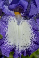 Fiore Iris viola