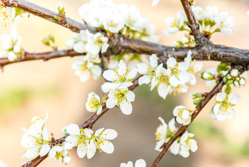Spring branches of blossoming tree. Cherry tree in white flowers. Blurring background