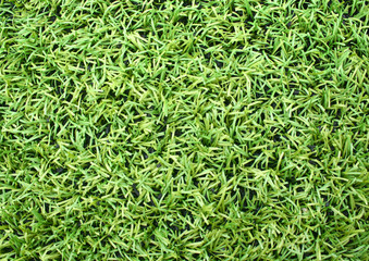 Natured green grass field texture backdrop background
