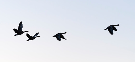 Greylag geese, Germany, Europe